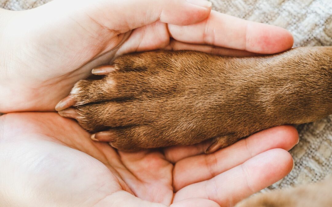 Die richtige Pfotenpflege für deinen Hund im Winter