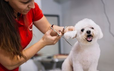 Hundesalon