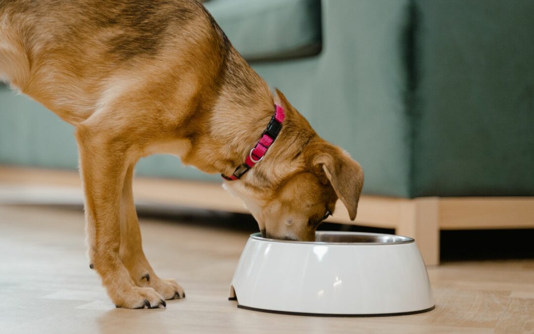 MaxiDog Olymp von Reico – Das perfekte Hundefutter für aktive Hunde