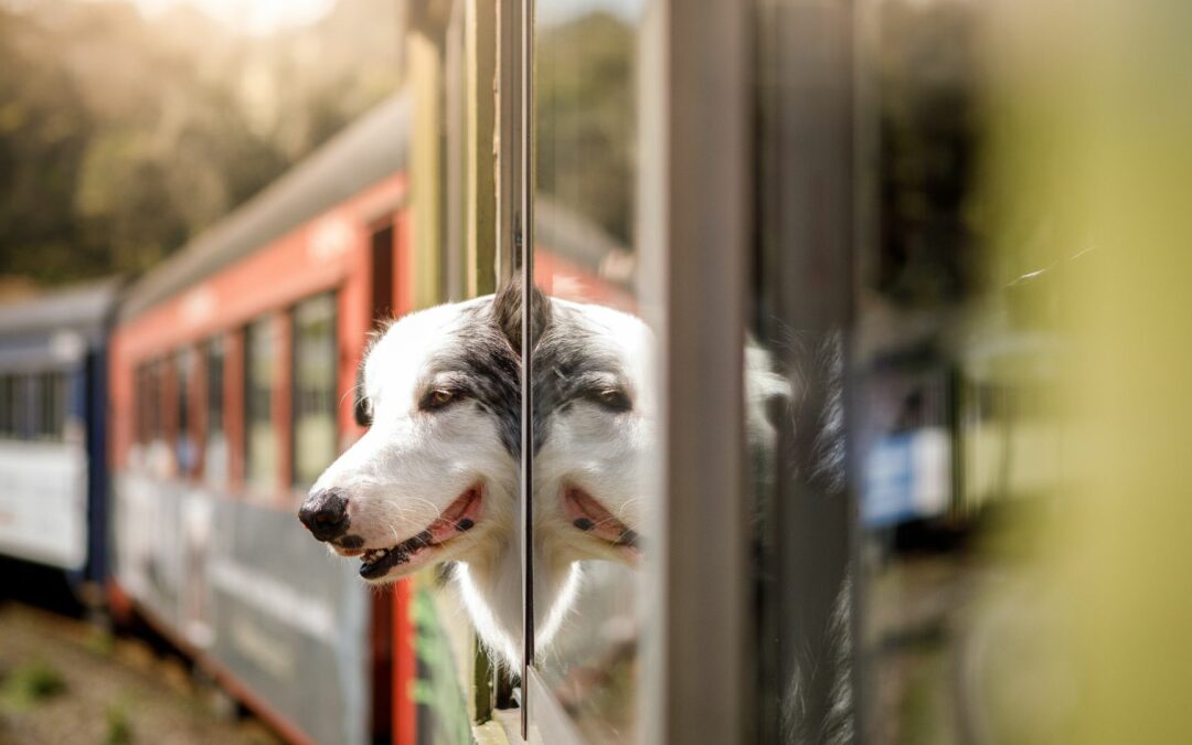 Bahn fahren mit dem Hund: 5 Tipps und Tricks für eine stressfreie Reise