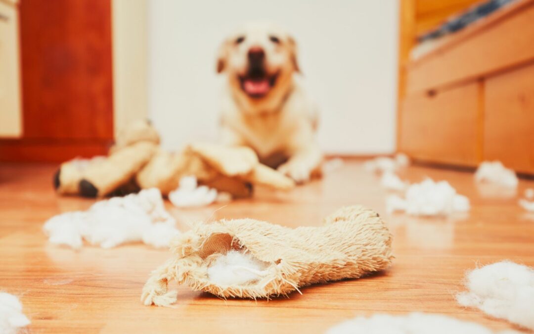 Hilfe, mein Hund hat Trennungsangst! So gehst du damit um