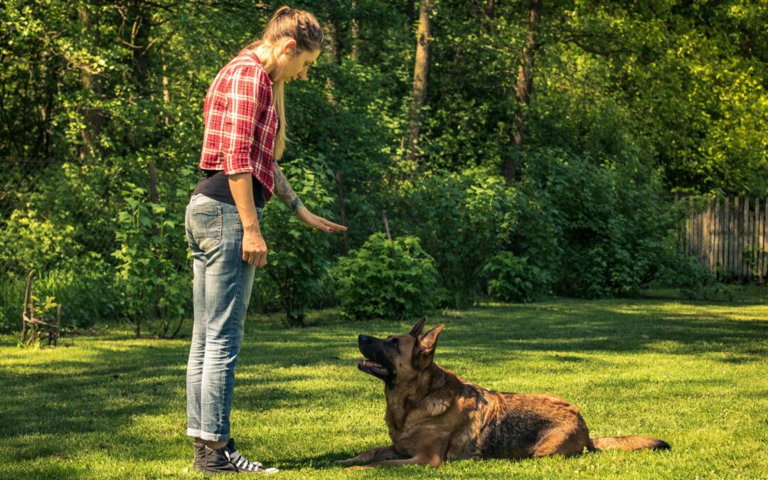 Trainerzubehör zum Hundetraining – Checkliste mit 7 wichtigen Dingen