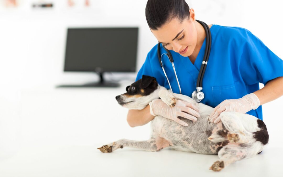 Warum ist eine Magendrehung so gefährlich für Hunde? Die Fakten im Überblick