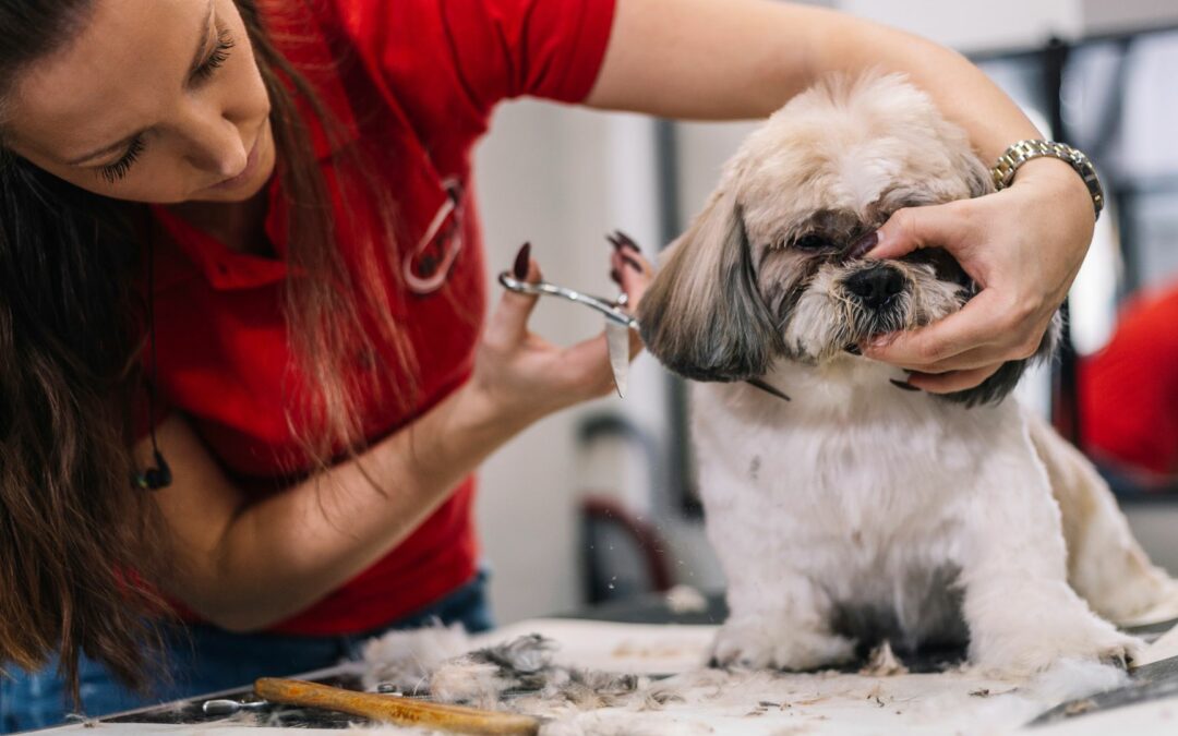 Wie du (d)einen Hundesalon findest – 7 Tipps zum mitnehmen