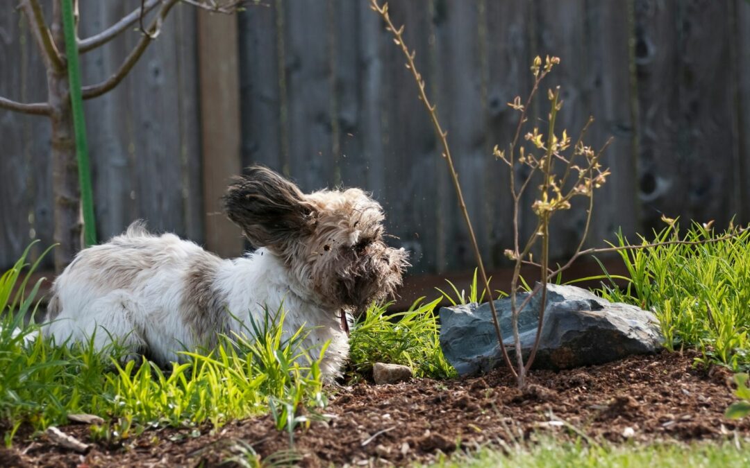 Fünf Minuten lesen können Leben retten: Alles, was du über giftige Gartenpflanzen für Hunde wissen musst