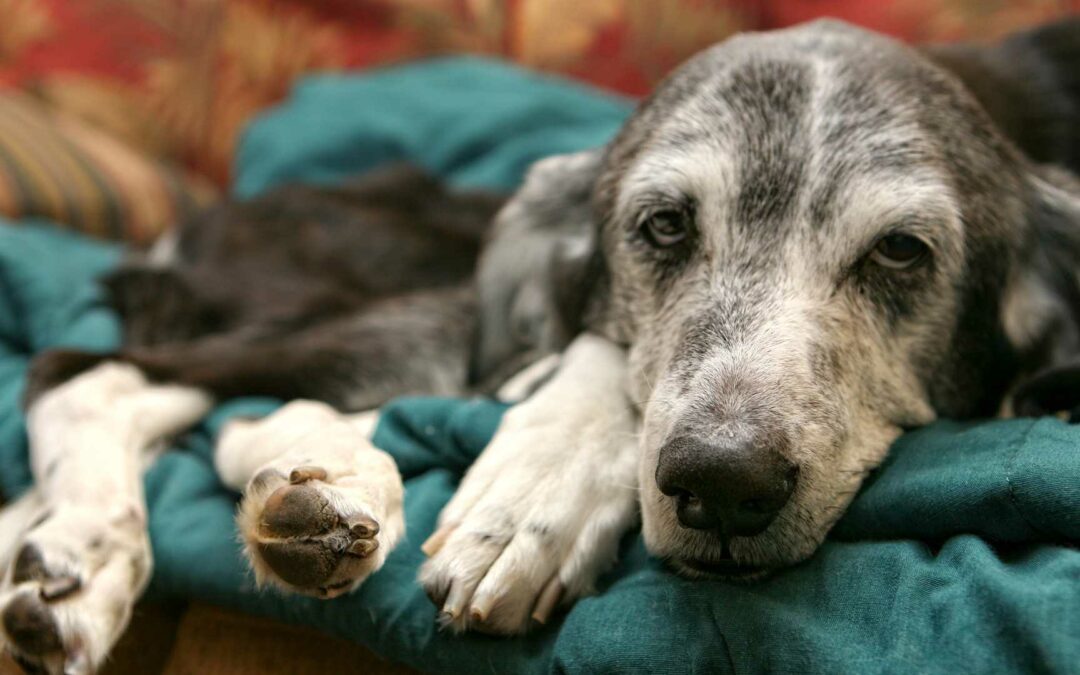 Diabetes bei Hunden: Moderne Therapie für ein aktives Hundeleben