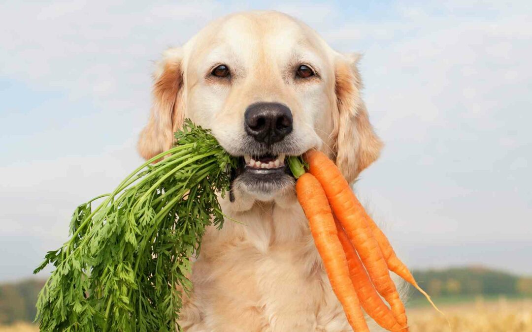 Darf dein Hund Gemüse essen? Wenn ja, welches – die große Aufzählung