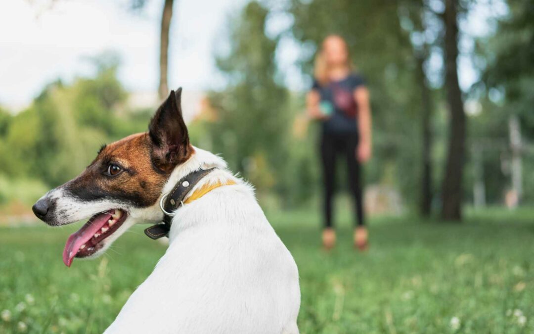 Effektiver Hunde-Rückruf: Ein neues Signalwort für erfolgreiche Ergebnisse