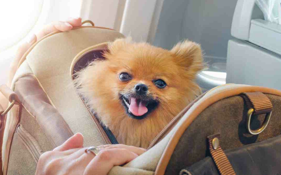 Fliegen mit Hund: Was du beachten solltest