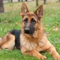 Renate